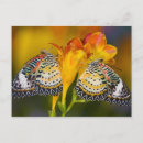 Recherche de freesia cartes postales Jaune