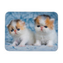 Suche nach persian magnete Flüssig