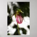 Suche nach frauenschuh poster Fotografie