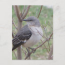 Suche nach spottdrossel postkarten Vogelvogel