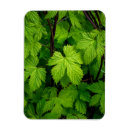 Recherche de vignes magnets Vert