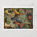 Recherche de ernst cartes postales Haeckel