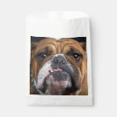 Recherche de bouledogue anglais Animaux