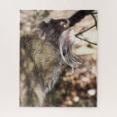 Recherche de monkey puzzles Primates