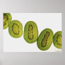 Suche nach kiwi poster Nahrung