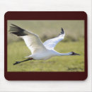 Recherche de huée Oiseaux