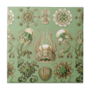 Suche nach die gelee fliesen Gelees