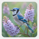 Recherche de jay autocollants Oiseau
