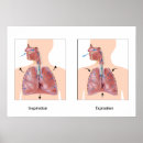 Suche nach atmung poster Lungen