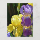 Suche nach gelbe iris postkarten Fotografie