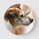 Suche nach jack russell poster Pet
