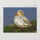 Recherche de canard blanc cartes postales Nature