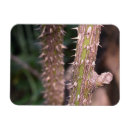 Recherche de plantes vertes magnets Nature