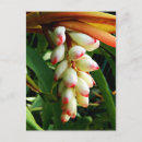 Recherche de naturelle cartes postales Botanique