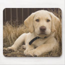 Suche nach labrador welpen mousepads Retriever