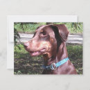 Suche nach dobermann pinscher postkarten Doberin