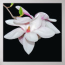 Suche nach weiße magnolien poster Blüte