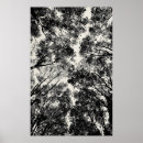 Suche nach weißes holz poster Wald