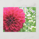 Recherche de dahlia rouge cartes postales Dahlias
