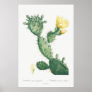 Recherche de redouté posters Vintage