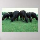 Suche nach angus kuh poster Bauernhof