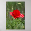 Suche nach flower poster Beautiful