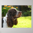 Suche nach english springer spaniel poster Englisch