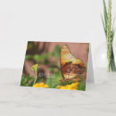 Recherche de ailes papillon vœux cartes Photographie