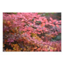 Recherche de arbres rouges posters Nature