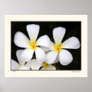 Suche nach frangipani poster Floral