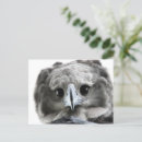 Suche nach birds of prey poster Greifvogel