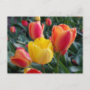 Recherche de tulipe rouge jaune cartes postales Fleurs