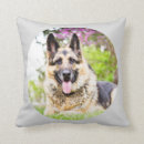 Recherche de shepard allemand Chiot