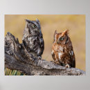 Suche nach eule im baum poster Vogelvogel