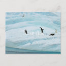 Suche nach lustiger pinguin postkarten Eis