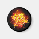 Suche nach blühende magnete Rose