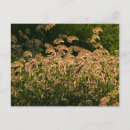 Suche nach wachstum postkarten Pflanze