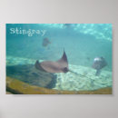 Recherche de stingrays posters Aquarium
