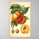 Suche nach botanicals poster Blume