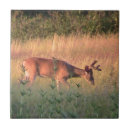 Suche nach deer fliesen Tier
