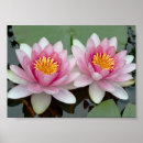 Recherche de fleur lotus rose posters Nénuphar