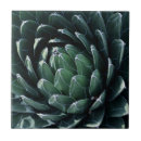 Suche nach agave fliesen Botanisch