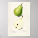 Recherche de poire posters Vintage