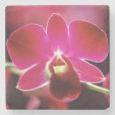 Recherche de orchidée dessous de verres Rose