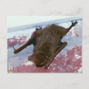Suche nach bats postkarten Fledermäuse