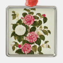 Suche nach kamelien ornamente Botanisch