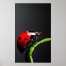 Suche nach ladybug poster Von nahem