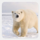 Recherche de steve autocollants Alaska