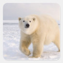 Recherche de steve autocollants Faune