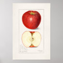 Recherche de botanical posters Fruit